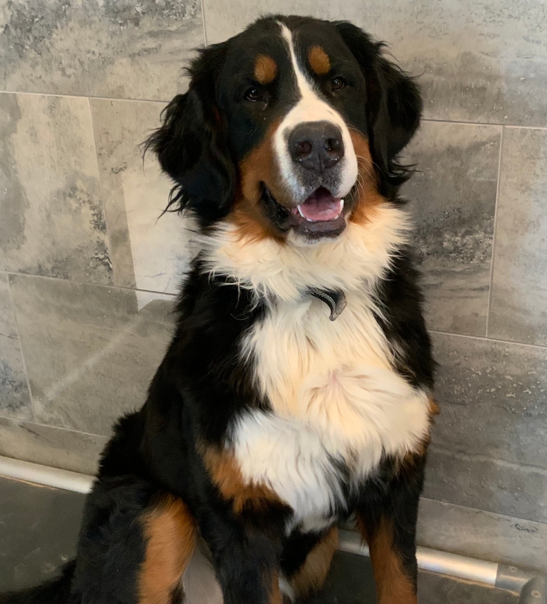 Princess Greta Princess Greta - Elite Bernese Mountain Dog Dam in Salt ...