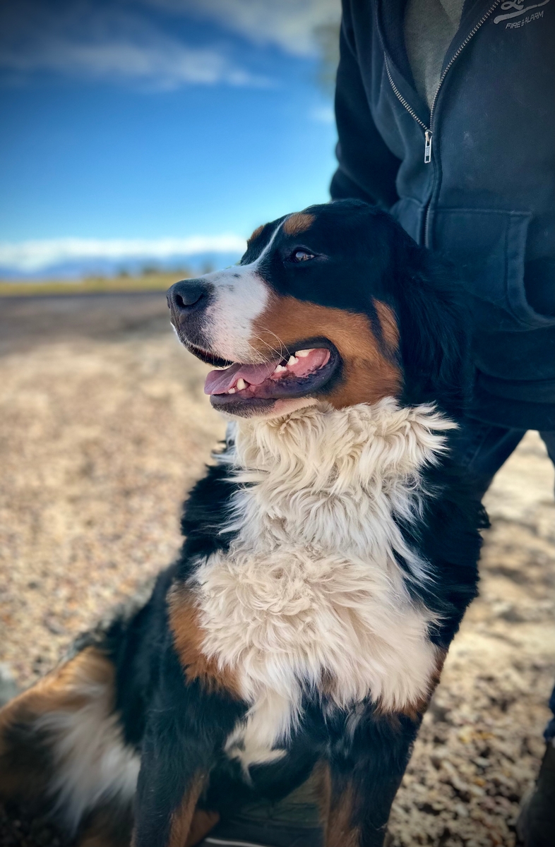 Princess Greta Princess Greta - Elite Bernese Mountain Dog Dam in Salt ...