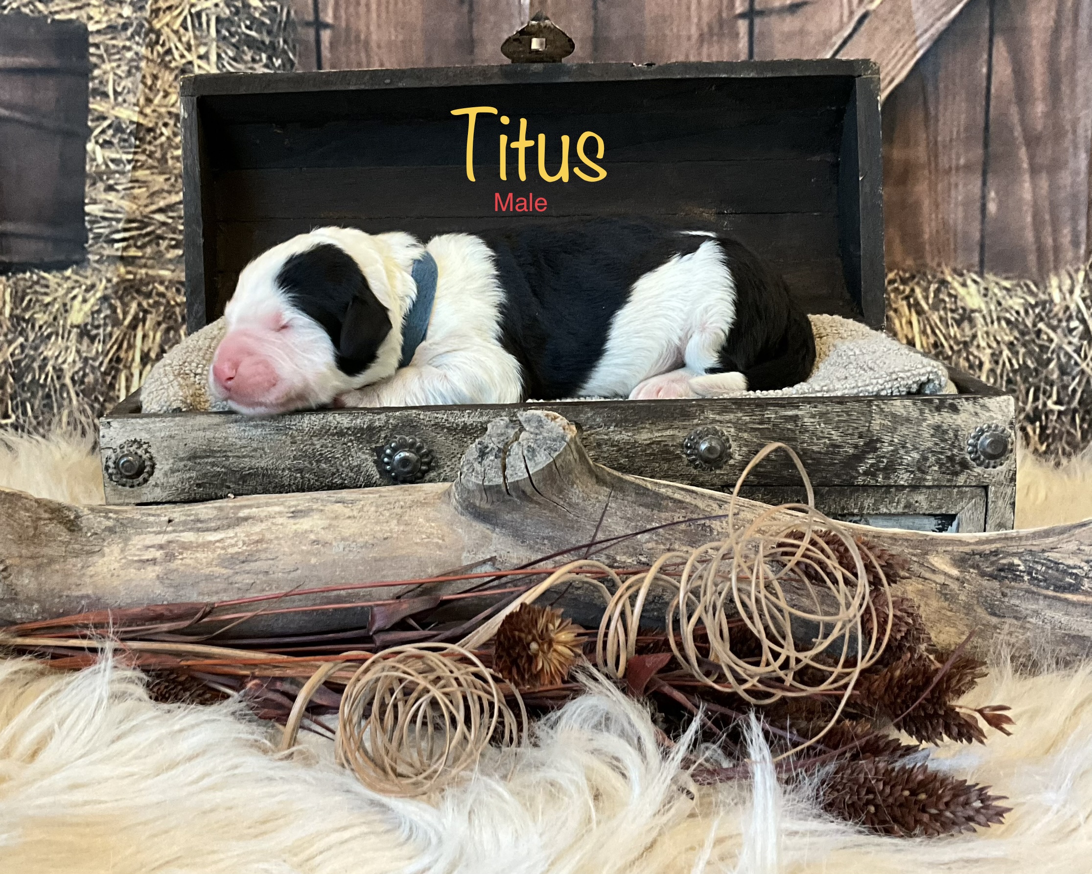 Titus