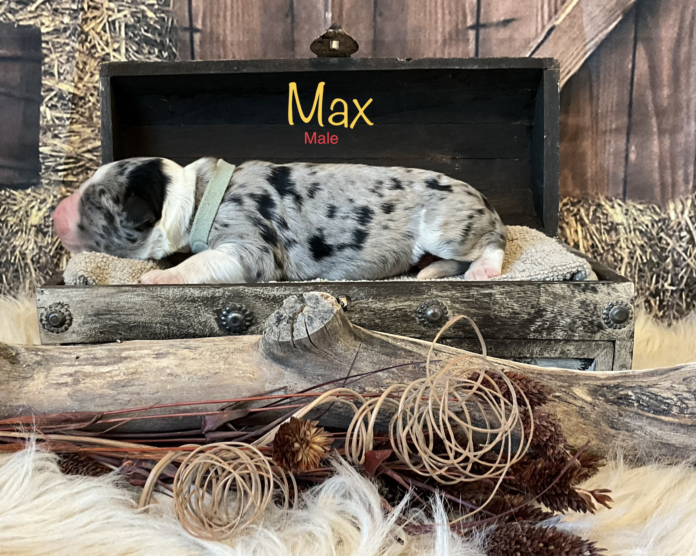 Max
Born:  11/15/2023
Gender:  Male