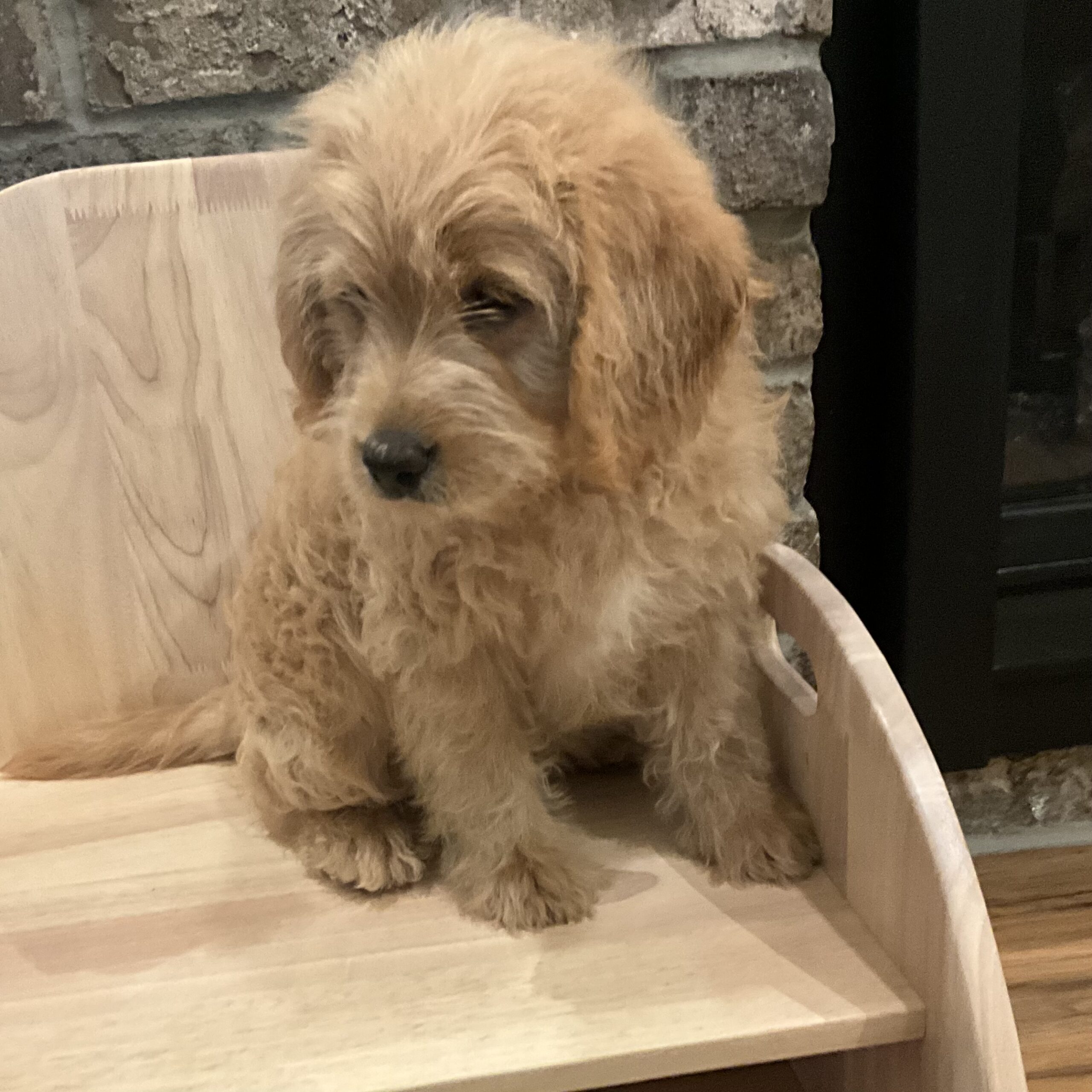 F1 orders mini labradoodle